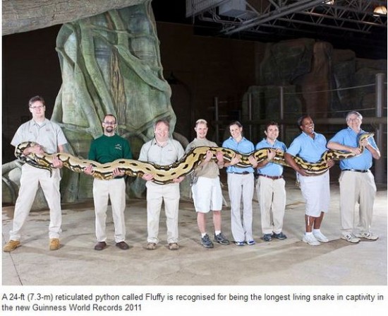 24ft Python 24ft Python