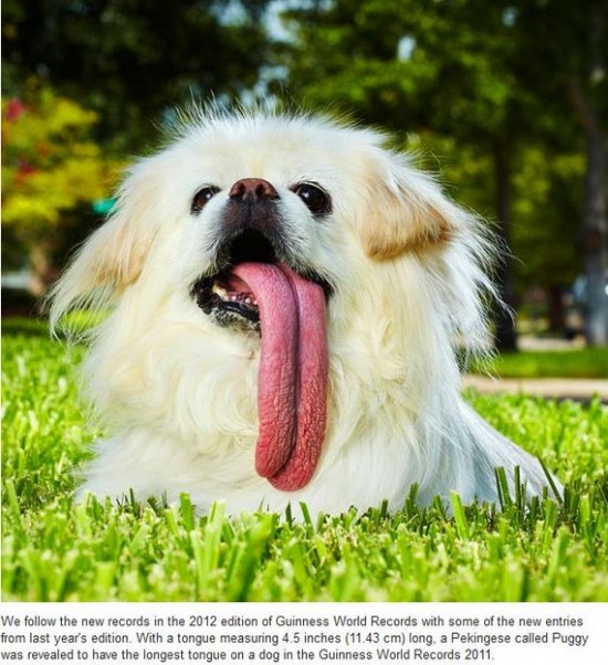 longest tongue a dog longest tongue a dog
