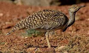 Finance division releases Rs250m to protect Houbara Bustards