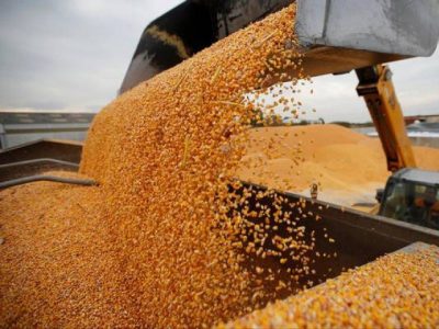 Bangladesh today produces about 1.8 million tonnes of broken rice, about 100,000 tonnes of molasses and less than half the 6 million tonnes of maize it needs each year, according to the country's Energy Ministry. PHOTO: REUTERS