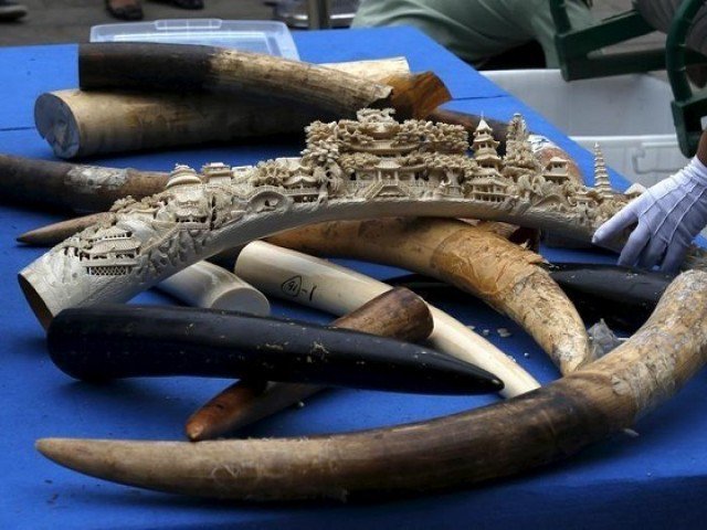 A government official picks up an ivory tusk to crush it at a confiscated ivory destruction ceremony in Beijing, China, May 29, 2015. PHOTO: REUTERS